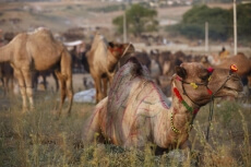 camels at pushkar mela 