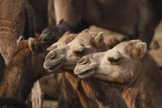 group of camels 