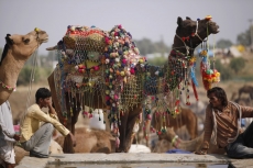 decorated camels at pushkar mela