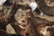 camels at pushkar mela 