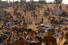 villagers with camels 