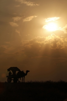 camel cart in the desert