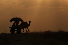 camel cart in the desert