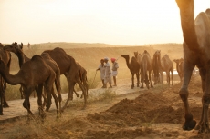 rural men with camels 