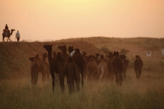 camels at pushkar mela    
