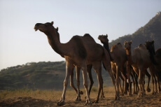 group of camels at pushkar mela 
