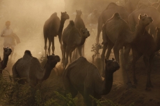 villagers walking with a group of camels 