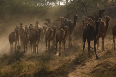 camels at pushkar mela  