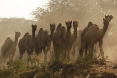 camels at pushkar mela  