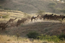 villager grazing camels 