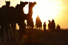 camels with riders in sunset 