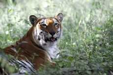 tiger in jim corbett national park