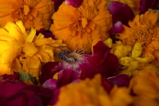 close up shot of rose petals with marigold flowers