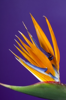 crane flower