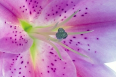 Closeup lily stargazer