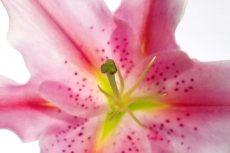 Closeup lily stargazer
