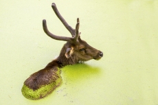 Sambar deer in wading into algae