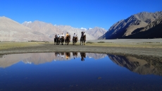 Nubra Valley in camel safari Ladakh