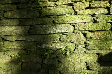 Stone wall with moss texture