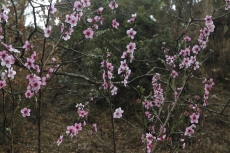 flowers almond blossom