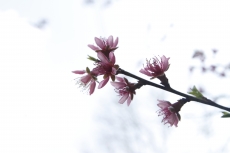 A flower almond blossom
