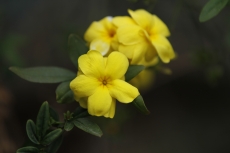 Jasmine Yellow Flower
