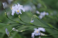 Iris Japonica Flower