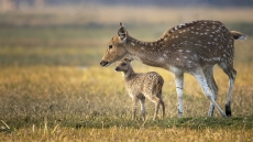 Chital deer mother with young