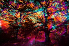 Colorful forest Art Print