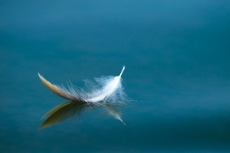 White feather floating