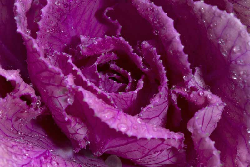 close up on cabbage flower
