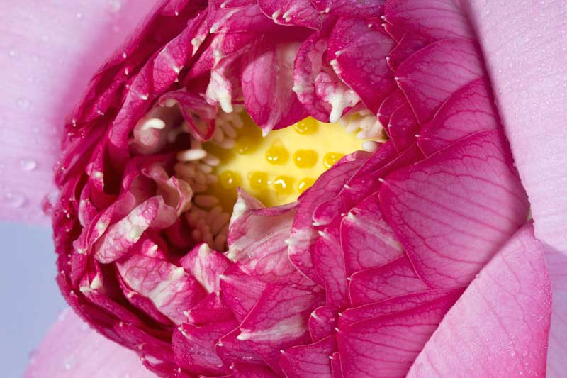 extreme close up on pink lotus flower