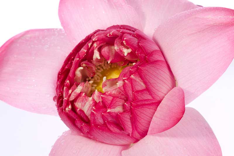 light pink coloured lotus