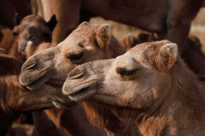 close-up of camels