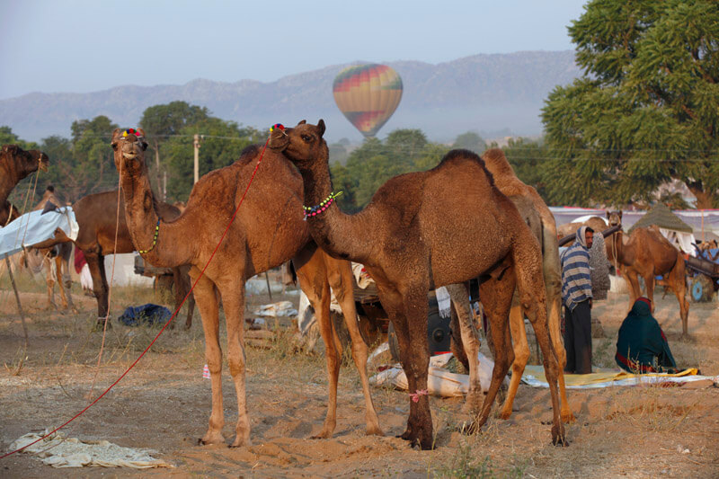 camels and parachute at pushkar mela 
