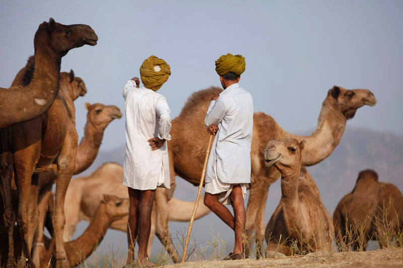 rural men with camels at pushkar mela 
