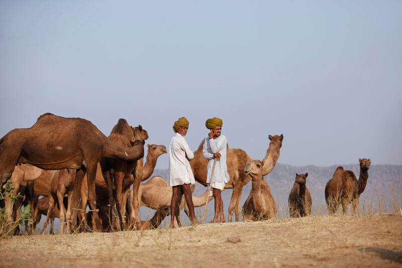 two rural men with a group of camels 