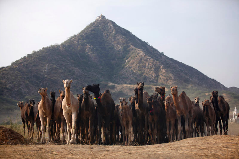 group of camels at pushkar mela   