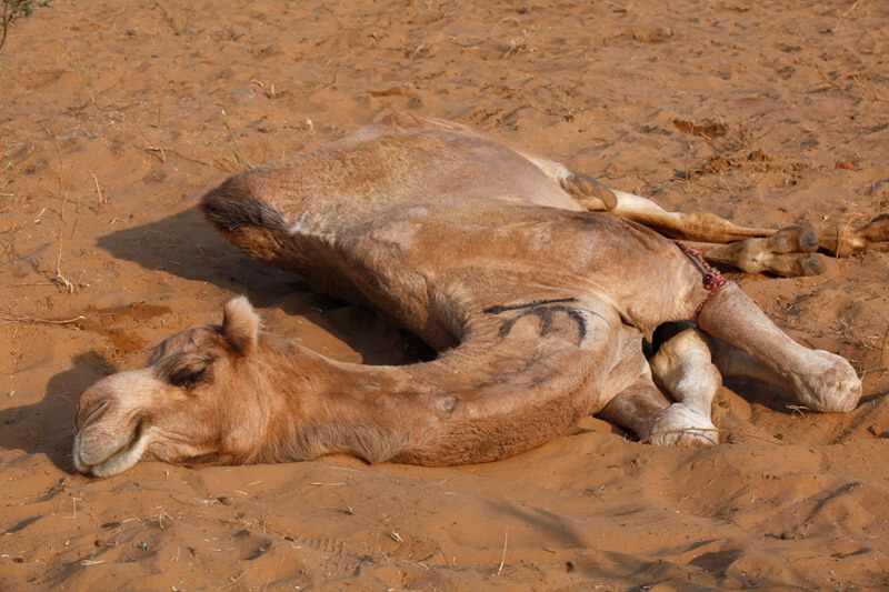 tired camel in the desert