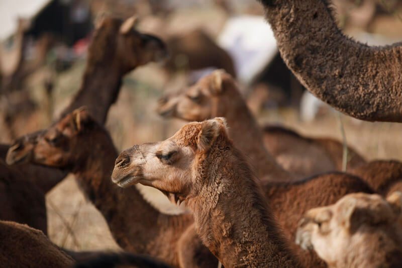 camels arriving at the pushkar festival