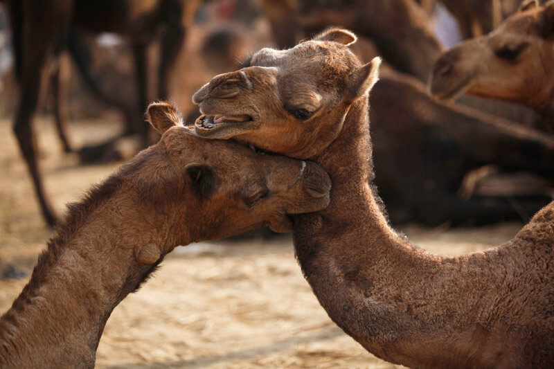 camels in the desert of rajasthan