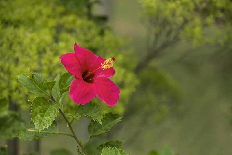 pink coloured flower in garden