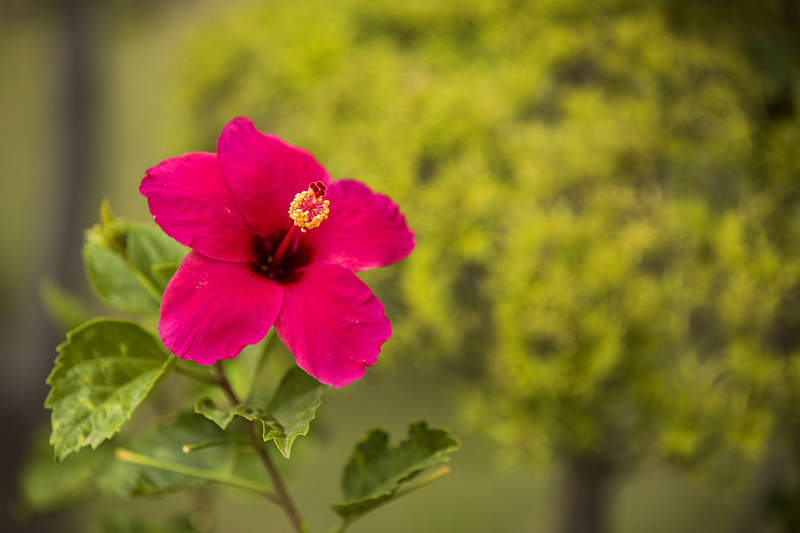 pink coloured flower in garden 
