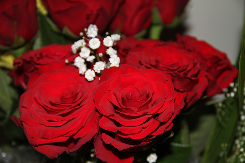 close-up of red rosses