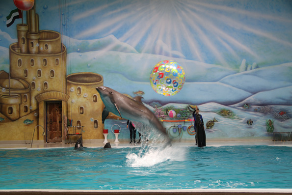 dolphins splashing from the pool