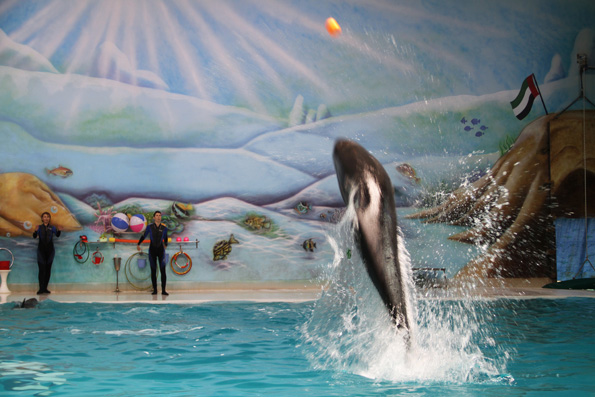 dolphins splashing from the pool