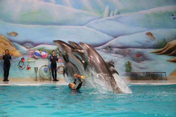 instructors perform with dolphin