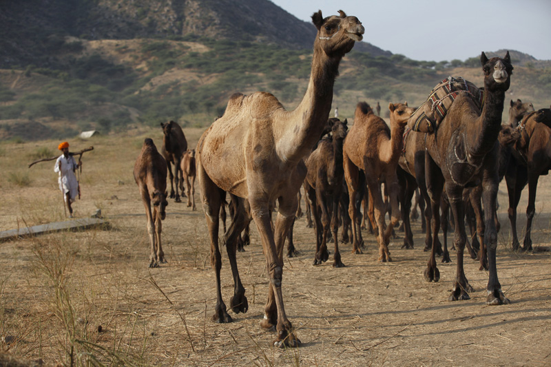 rural man walking with a group of camels 