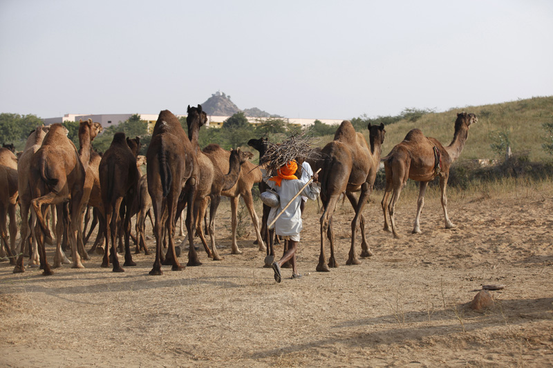 rural man walking with a group of camels 