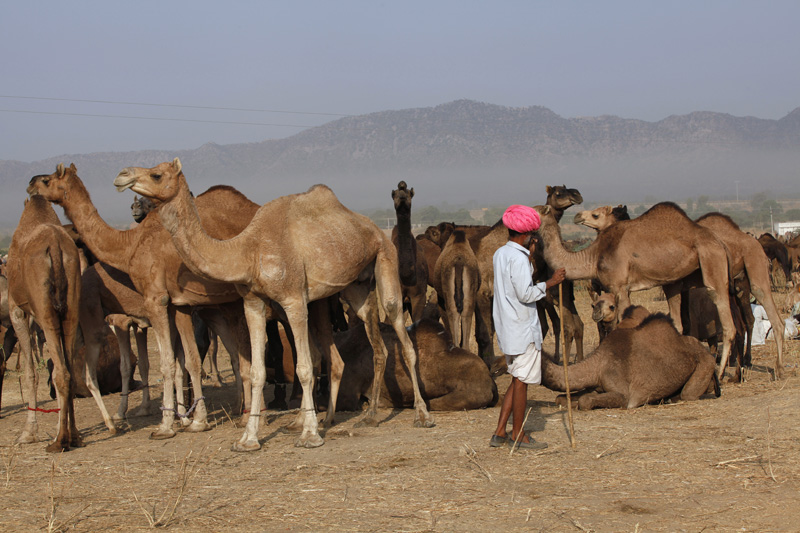 villager with camels at pushkar mela 